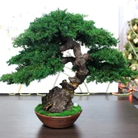 Preserved juniper bonsai, rear view