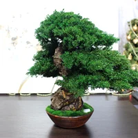 Juniper preserved bonsai tree side angle