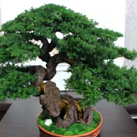 bonsai tree close up natural texture 49 cm