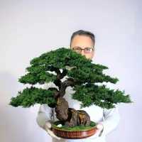 Juniper preserved bonsai tree 49 cm in my hand