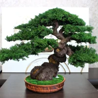 Preserved juniper bonsai 49 cm, rear view